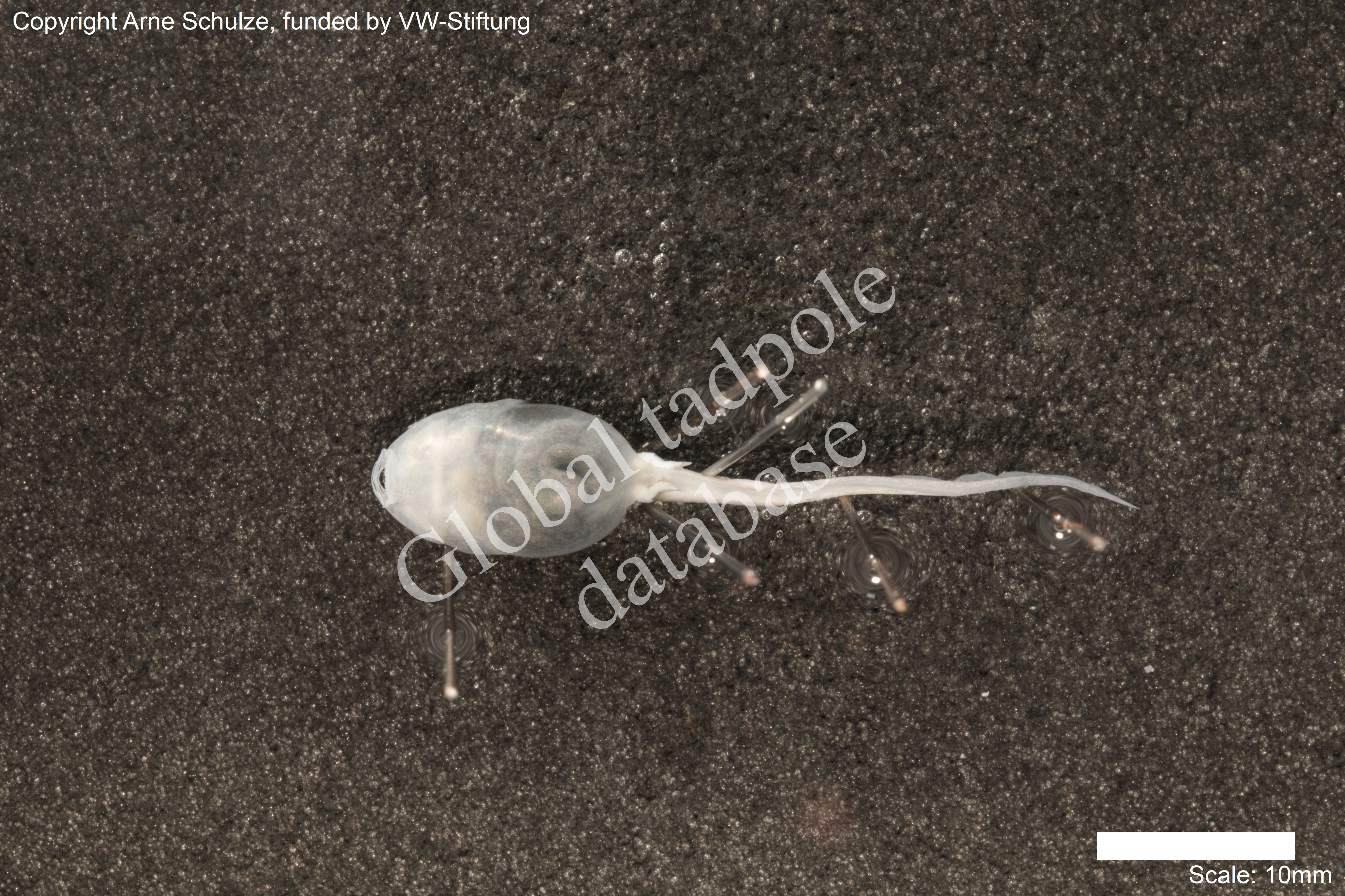 Sorry, no picture available